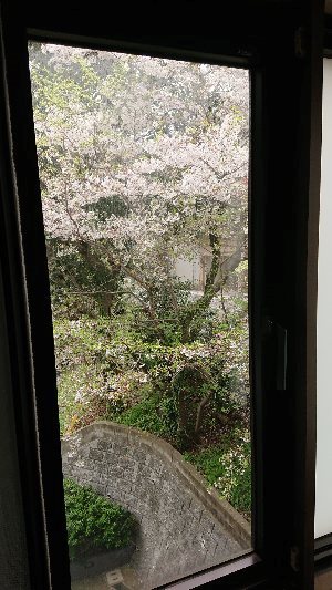アールフォーレ到津オブジェⅢ 春は共用部から満開の桜の木々が見えます。