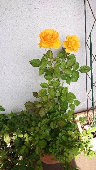 アールフォーレ到津オブジェⅢ 日当たりの良いベランダなので植物も良く育ちます。