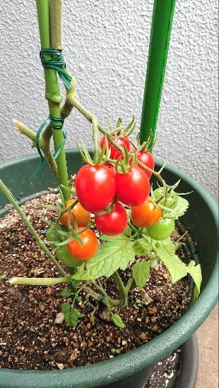 アールフォーレ到津オブジェⅢ 日当たり良好のベランダで植木鉢で家庭菜園はいかがですか？