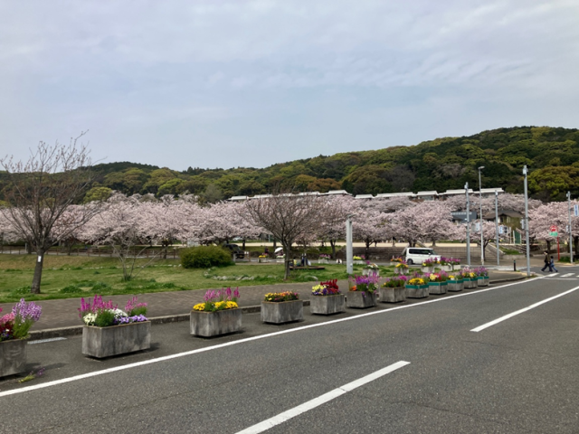 高見中央公園の桜